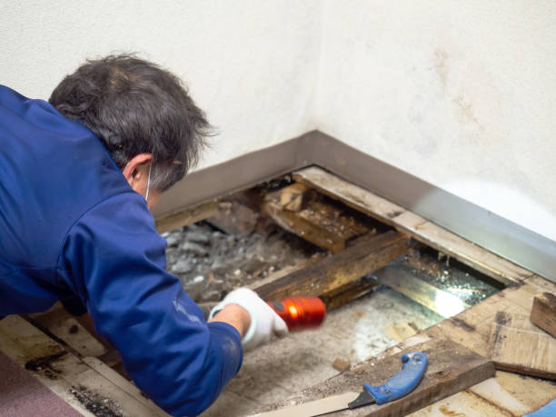 Best Mold Removal Process  in Dickinson, TX