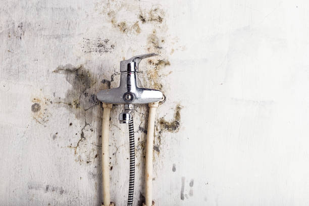 Best Affordable Mold Removal  in Dickinson, TX