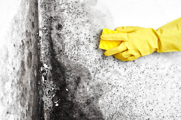 Best Professional Mold Removal  in Dickinson, TX