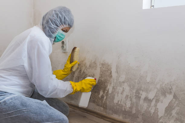 Best Toxic Mold Removal  in Dickinson, TX