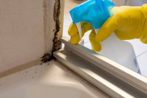 Best Local Mold Removal Service  in Dickinson, TX