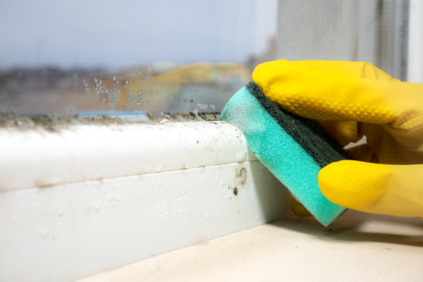 Best Best Mold Removal Companies  in Dickinson, TX