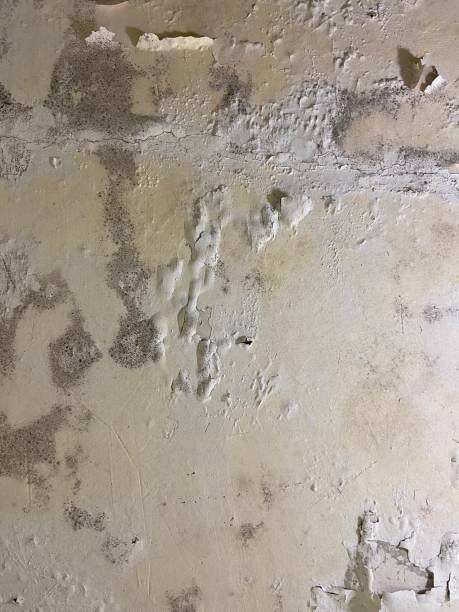 Best Black Mold Removal  in Dickinson, TX