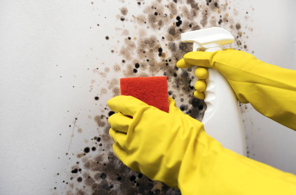 Best Fast Mold Removal  in Dickinson, TX