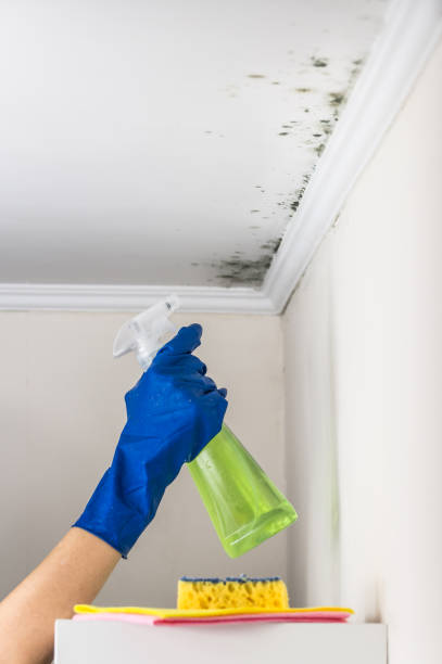 Best Home Mold Removal  in Dickinson, TX